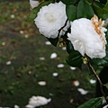 白山茶，點點淚花