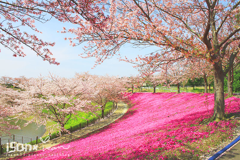 نقره لعرض الصورة في صفحة مستقلة