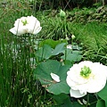 20090711 桃米村親水公園 (19).JPG