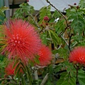 20100101 風櫃斗邱班長午餐 (7).JPG