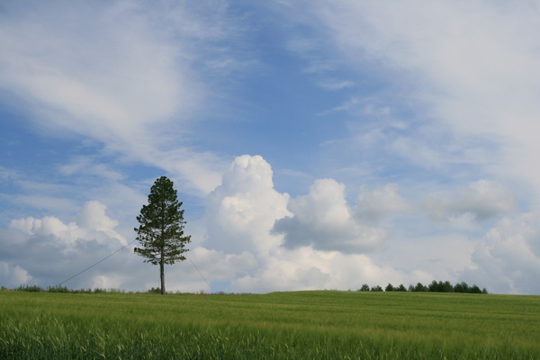 tree.jpg tree.jpg