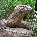 komodo02.jpg