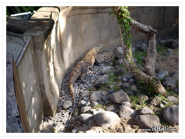 komodo01.JPG komodo01.JPG