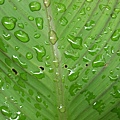 綠葉雨滴