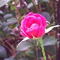 rose22