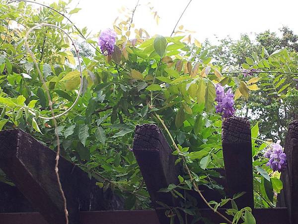 20150707戀戀依紫2