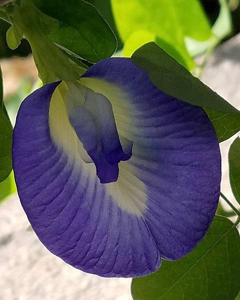 IMG_20171203_113749_012