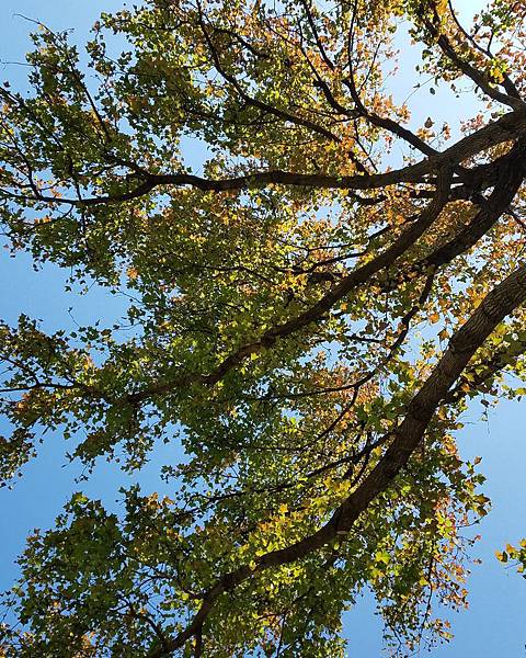 IMG_20180117_082751_521