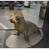 Auckland Museum