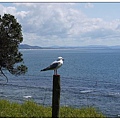 Goat island marine reserve