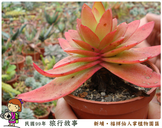 福祥仙人掌植物園區