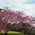 20130202東眼山半日遊 010