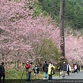 20140215武陵農場_54.jpg