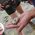 貌似是某生物的蛋包裹在沙子裡面