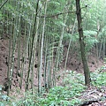 東勢大雪山 (196).jpg