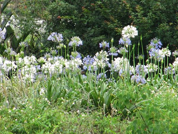 青山瀑布荖梅公園 (18).JPG