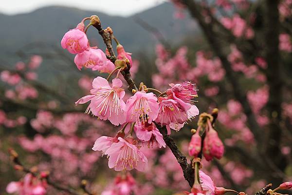 陽明山賞櫻趣 (106).JPG