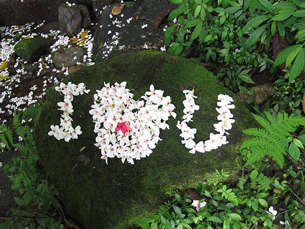 桃園大艽芎賞桐趣 (133).JPG