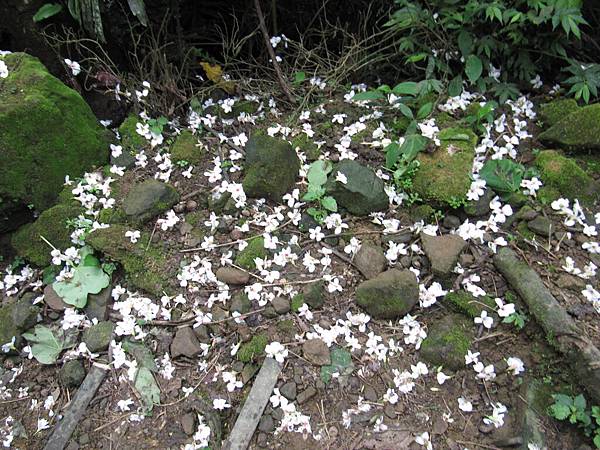 桃園大艽芎賞桐趣 (112).JPG