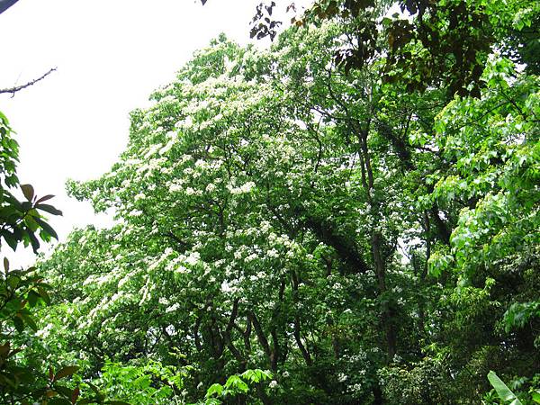 桃園大艽芎賞桐趣 (20).JPG