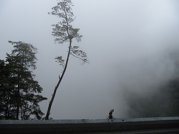 東勢大雪山 (91).jpg