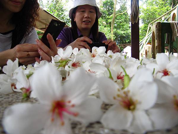 桃園大艽芎賞桐趣 (26).JPG