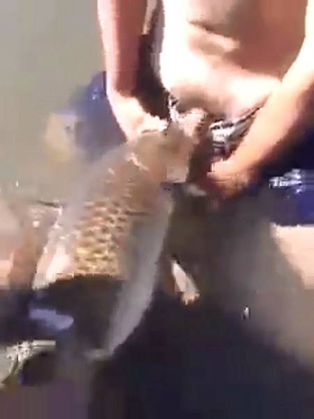 20141225 影/驚!「鯉魚」幫口交?知名男歌手否認《18禁》2 20141225 影/驚!「鯉魚」幫口交?知名男歌手否認《18禁》2