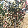 DSCN1403
