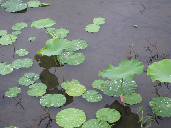 馬太鞍溼地31.JPG