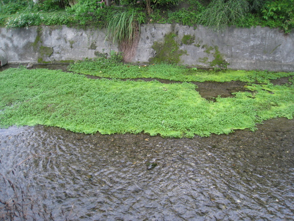 馬太鞍溼地36.JPG