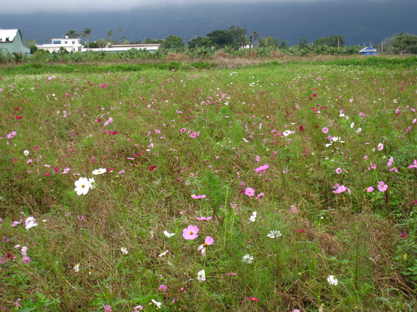 不知名花海2.JPG