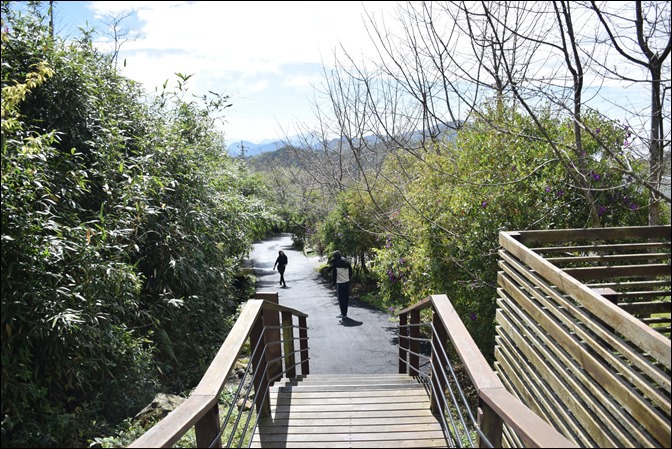 頂石棹櫻之道:走步道、賞櫻、看雲海 頂石棹櫻之道:走步道、賞櫻、看雲海