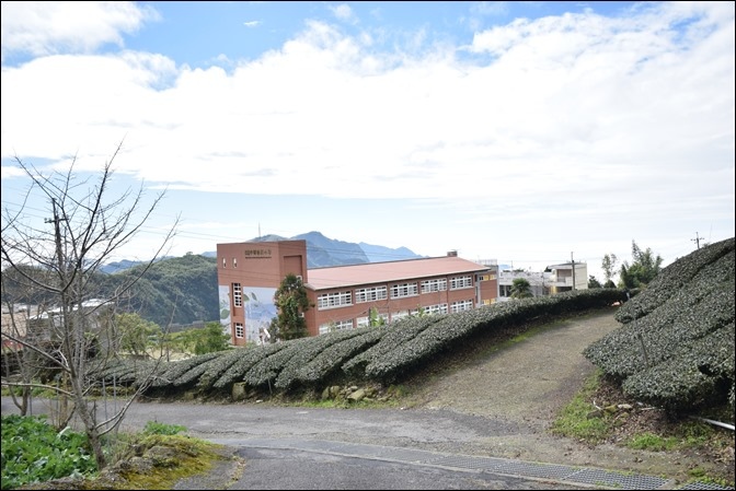 頂石棹櫻之道:走步道、賞櫻、看雲海 頂石棹櫻之道:走步道、賞櫻、看雲海