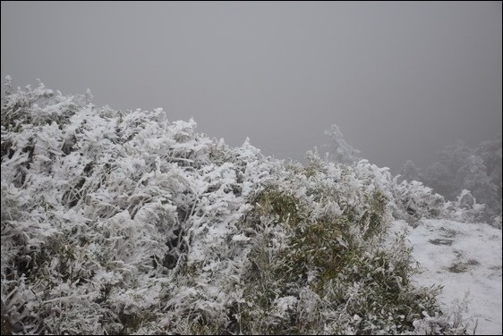 巧遇冰雪奇緣的武嶺和藍天綠地的清境 巧遇冰雪奇緣的武嶺和藍天綠地的清境