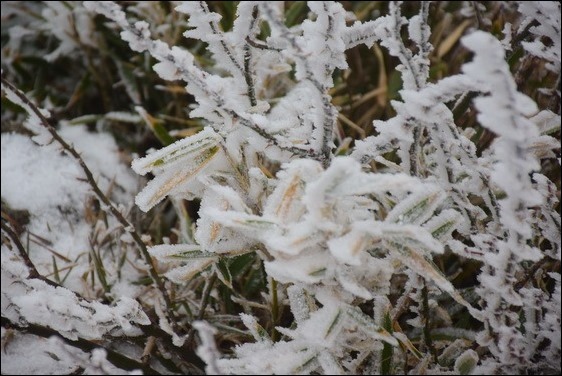 巧遇冰雪奇緣的武嶺和藍天綠地的清境 巧遇冰雪奇緣的武嶺和藍天綠地的清境