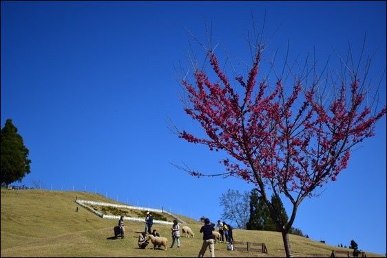 巧遇冰雪奇緣的武嶺和藍天綠地的清境 巧遇冰雪奇緣的武嶺和藍天綠地的清境