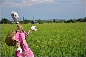 宜蘭伯朗大道感受稻香! 宜蘭伯朗大道感受稻香!