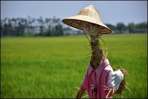 宜蘭伯朗大道感受稻香! 宜蘭伯朗大道感受稻香!