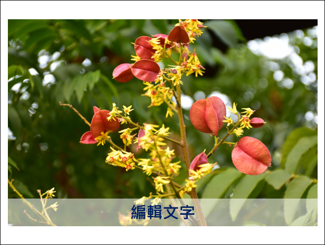 PowerPoint-圖片結合圖案、表格、Smart來製作效果 PowerPoint-圖片結合圖案、表格、Smart來製作效果