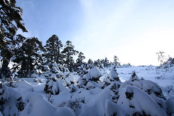 樹雪.JPG