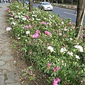 2009  戀戀草山花季