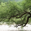 上高地 Kamikochi