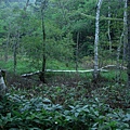 上高地 Kamikochi