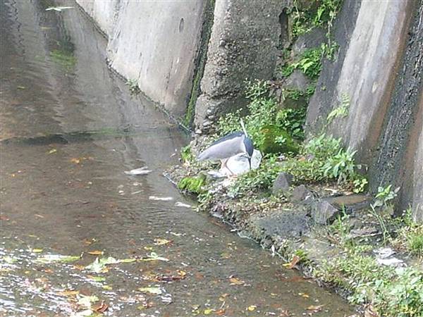 水渠中的鳥