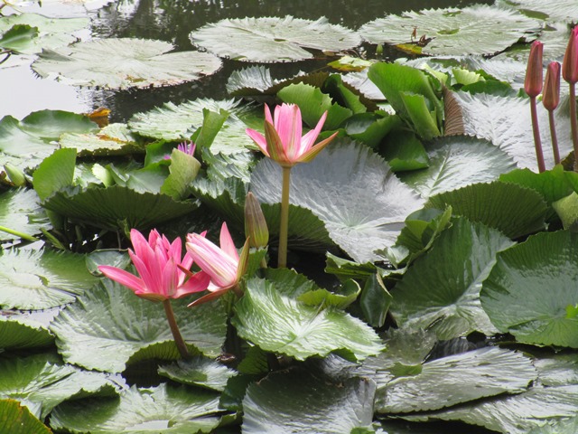 2017-9-4雙溪公園 022.JPG