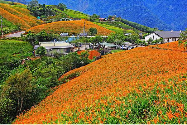 20160826六十石山金針花海2(富里鄉農會提供).jpg