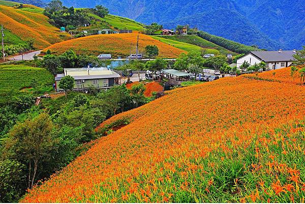20160826六十石山金針花海2(富里鄉農會提供).jpg 20160826六十石山金針花海2(富里鄉農會提供).jpg