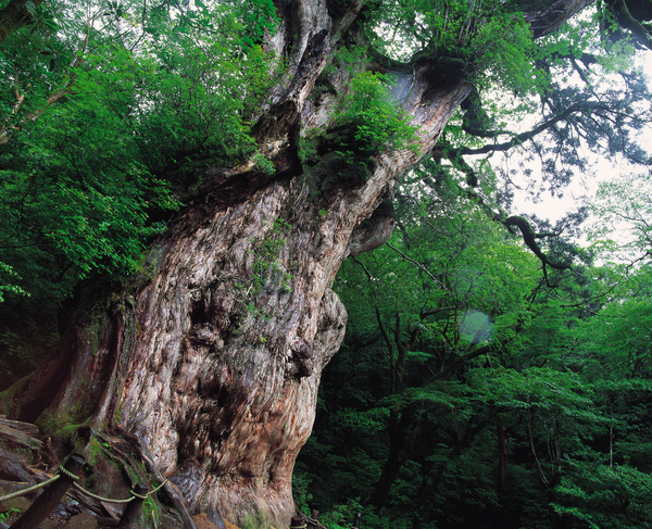 繩文杉(屋久島)