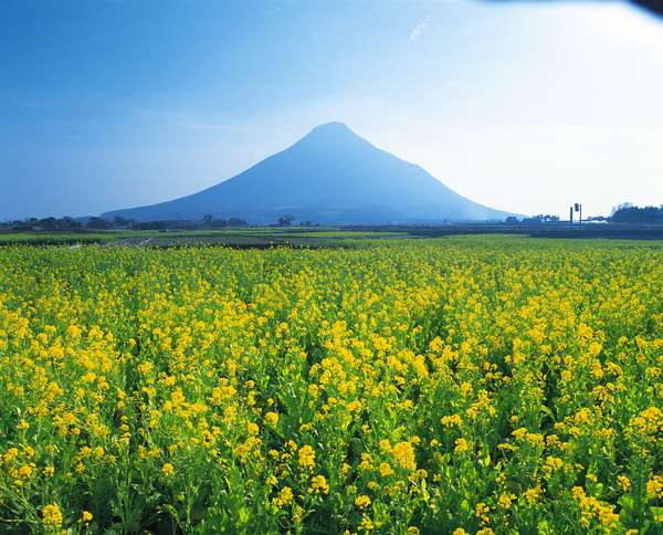 油菜花和開聞岳