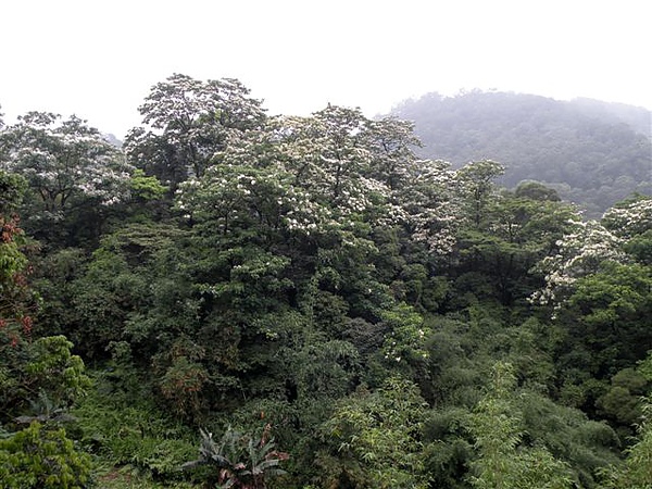 滿山的桐花